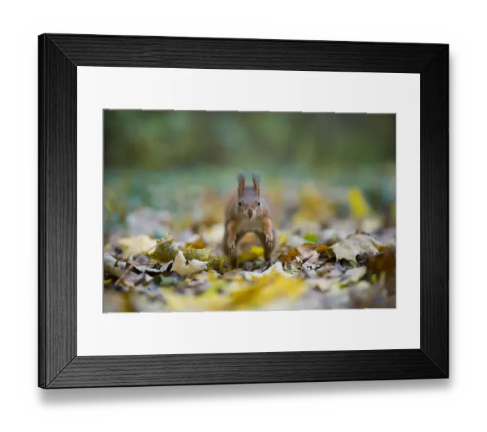 Framed Print : Red squirrel (Sciurus vulgaris) running over fallen leaves towards camera, on floor of woodland Framed Print : Red squirrel (Sciurus vulgaris) running over fallen leaves towards camera, on floor of woodland