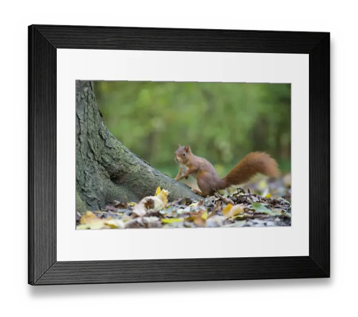 Framed Print : Red squirrel (Sciurus vulgaris) sitting at foot of tree trunk, on woodland floor, in autumn Framed Print : Red squirrel (Sciurus vulgaris) sitting at foot of tree trunk, on woodland floor, in autumn
