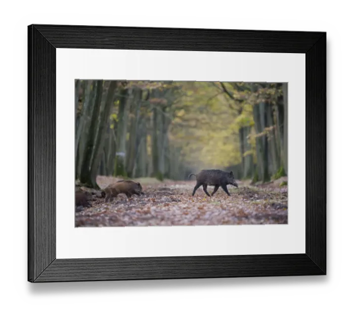 Framed Print : Wild Boar (Sus Scrofa) with piglets in forest of Rambouillet, near Paris, France. Autumn Framed Print : Wild Boar (Sus Scrofa) with piglets in forest of Rambouillet, near Paris, France. Autumn