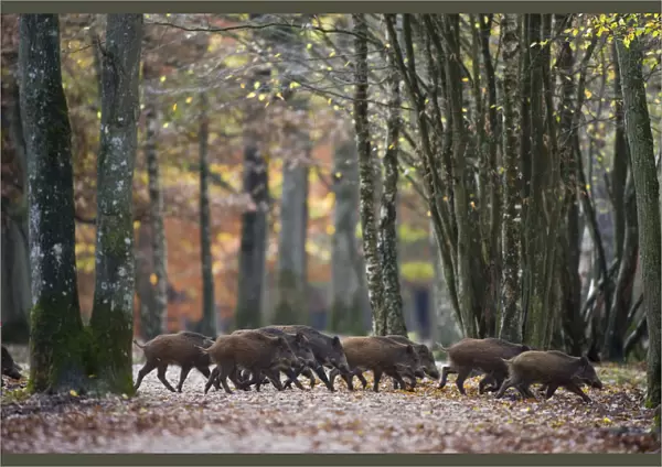 Group of Wild Boar (Sus Scrofa) trotting through forest of Rambouillet, near Paris, France