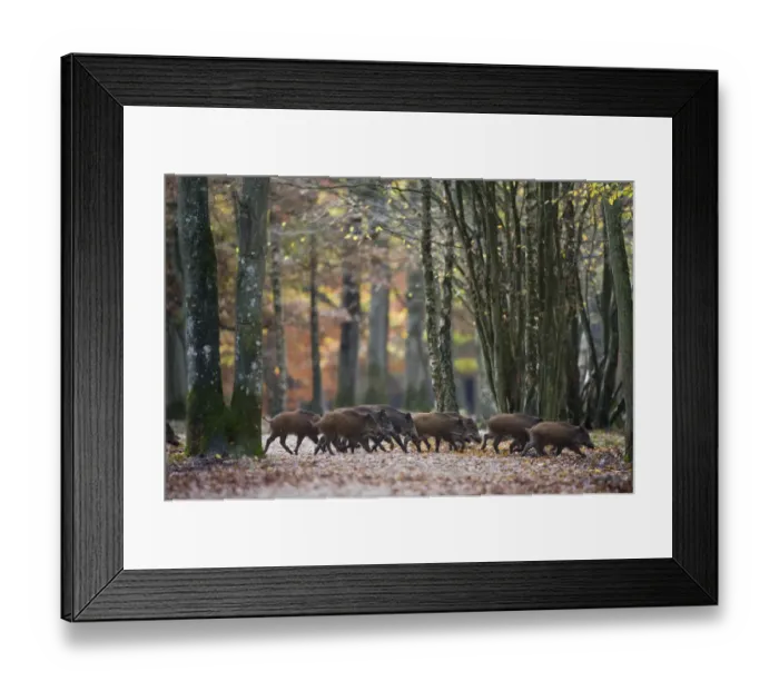 Framed Print : Group of Wild Boar (Sus Scrofa) trotting through forest of Rambouillet, near Paris, France Framed Print : Group of Wild Boar (Sus Scrofa) trotting through forest of Rambouillet, near Paris, France