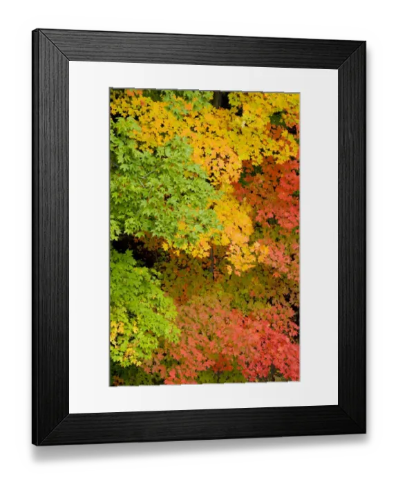 Framed Print : Pattern of green yellow, and red Maple (Acer sp. )leaves in autumn, North Chagrin Reservation