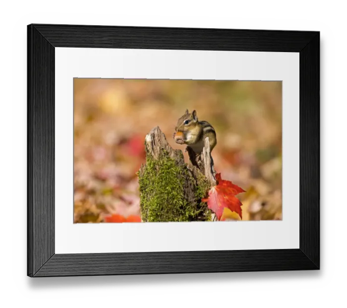 Framed Print : Eastern Chipmunk (Tamias striatus) with an acorn in autumn. New York, USA, October