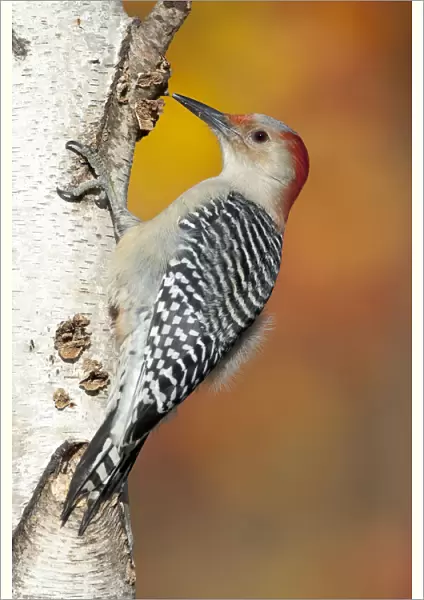Red-bellied Woodpecker (Melanerpes carolinus), female perched on birch trunk in autumn