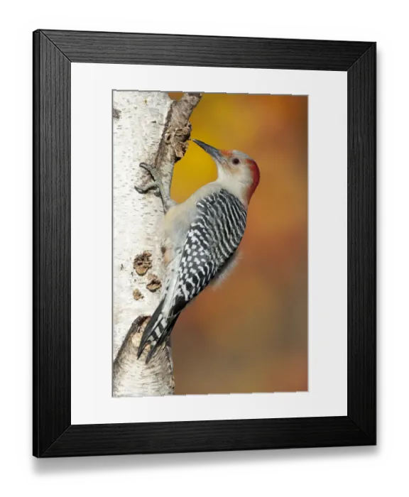 Framed Print : Red-bellied Woodpecker (Melanerpes carolinus), female perched on birch trunk in autumn Framed Print : Red-bellied Woodpecker (Melanerpes carolinus), female perched on birch trunk in autumn
