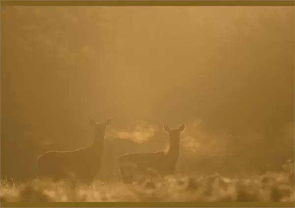 Red deer (Cervus elaphus) hind in early morning mist, Leicestershire, UK. October