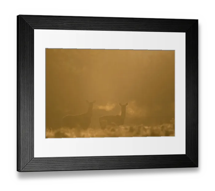 Framed Print : Red deer (Cervus elaphus) hind in early morning mist, Leicestershire, UK. October Framed Print : Red deer (Cervus elaphus) hind in early morning mist, Leicestershire, UK. October