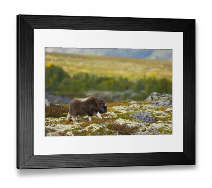 Framed Print : Muskox (Ovibos moschatus) walking across the tundra in autumn, Dovrefjell NP, Norway