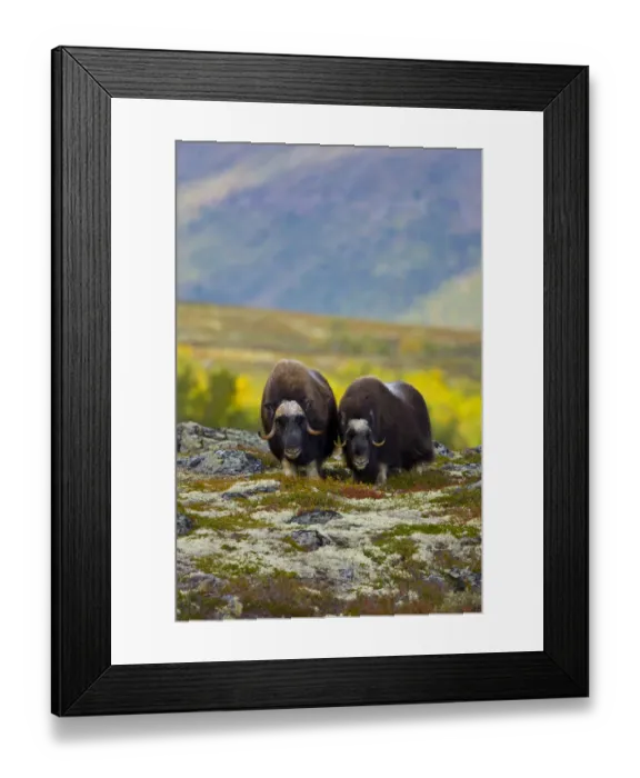 Framed Print : Muskox (Ovibos moschatus) on the tundra in autumn, Dovrefjell NP, Norway, September 2008 Framed Print : Muskox (Ovibos moschatus) on the tundra in autumn, Dovrefjell NP, Norway, September 2008