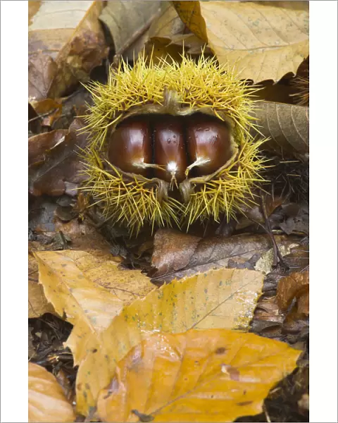 Husk of Sweet Chestnut (Castanea sativa) with three edible nuts. UK, Europe, October