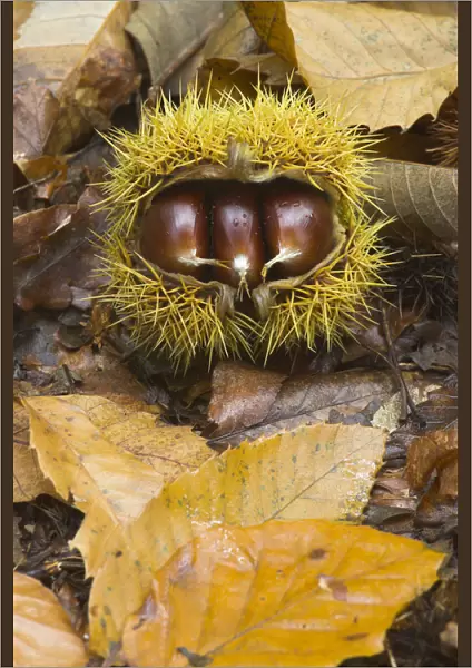Husk of Sweet Chestnut (Castanea sativa) with three edible nuts. UK, Europe, October