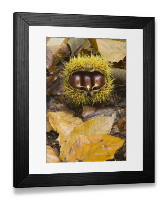 Framed Print : Husk of Sweet Chestnut (Castanea sativa) with three edible nuts. UK, Europe, October Framed Print : Husk of Sweet Chestnut (Castanea sativa) with three edible nuts. UK, Europe, October