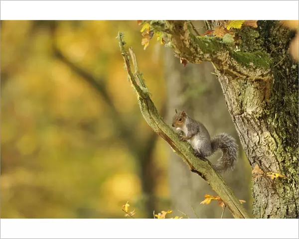 Grey squirrel (Sciurus carolinensis) foraging in an oak woodland. Perthshire, Scotland, Nov
