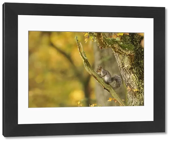Grey squirrel (Sciurus carolinensis) foraging in an oak woodland. Perthshire, Scotland, Nov