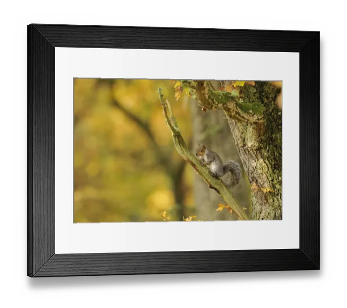 Framed Print : Grey squirrel (Sciurus carolinensis) foraging in an oak woodland. Perthshire, Scotland, Nov