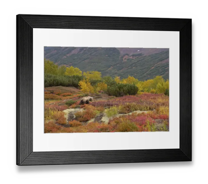 Framed Print : Brown bear (Ursus arctos) walking across autumn landscape, Kamchatka, Far east Russia Framed Print : Brown bear (Ursus arctos) walking across autumn landscape, Kamchatka, Far east Russia