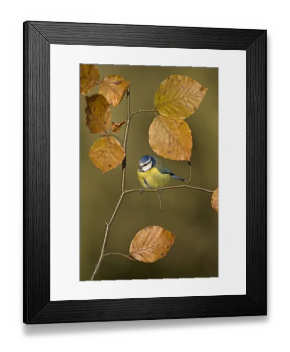 Framed Print : Blue tit (Parus caeruleus) perched on Beech twig in Autumn, UK