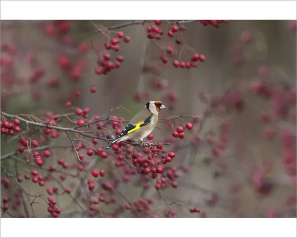 Goldfinch (Carduelis carduelis) perched amongst Hawthorn berries, UK
