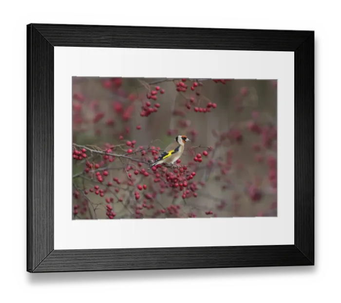 Framed Print : Goldfinch (Carduelis carduelis) perched amongst Hawthorn berries, UK Framed Print : Goldfinch (Carduelis carduelis) perched amongst Hawthorn berries, UK