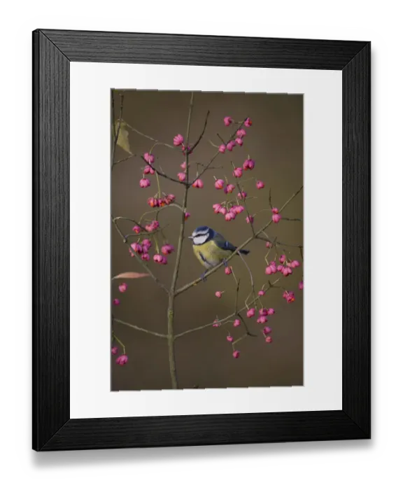Framed Print : Blue tit (Parus caeruleus) perched amongst spindle berries in autumn, UK Framed Print : Blue tit (Parus caeruleus) perched amongst spindle berries in autumn, UK