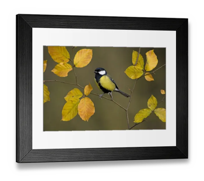 Framed Print : Great tit (Parus major) perched on autumn Beech twig, UK Framed Print : Great tit (Parus major) perched on autumn Beech twig, UK