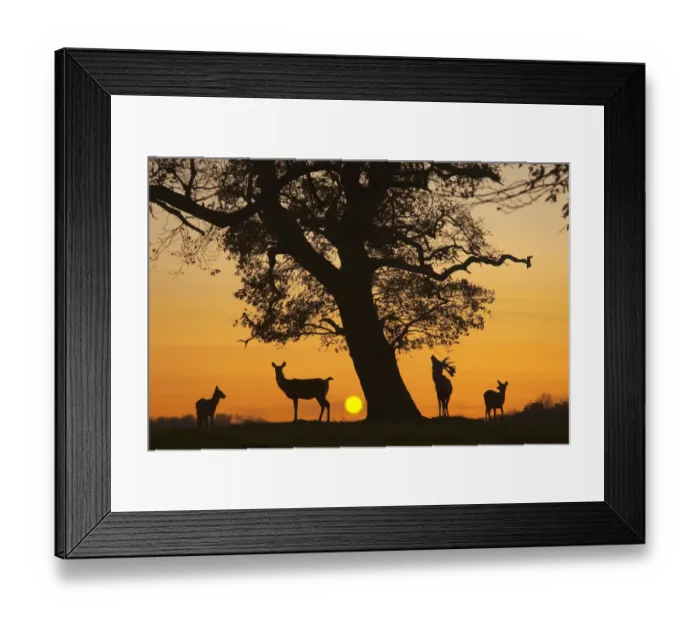 Framed Print : Silhouette of Red deer (Cervus elaphus) stag, hind and fawns at sunset, Norfolk, UK Framed Print : Silhouette of Red deer (Cervus elaphus) stag, hind and fawns at sunset, Norfolk, UK