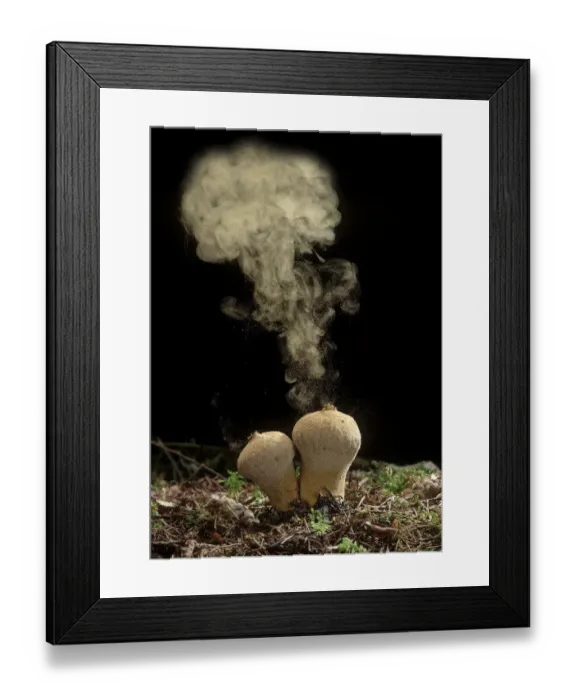 Framed Print : Common Puffball fungus (Lycoperdon perlatum) emitting spores into the air Framed Print : Common Puffball fungus (Lycoperdon perlatum) emitting spores into the air