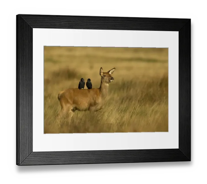 Framed Print : Red deer (Cervus elaphus) hind with two Jackdaws (Corvus monedula) on her back, Richmond Park Framed Print : Red deer (Cervus elaphus) hind with two Jackdaws (Corvus monedula) on her back, Richmond Park
