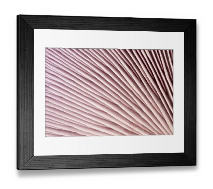 Framed Print : Close-up of gills of mushroom, Bradgate Park, The National Forest, Leicestershire Framed Print : Close-up of gills of mushroom, Bradgate Park, The National Forest, Leicestershire