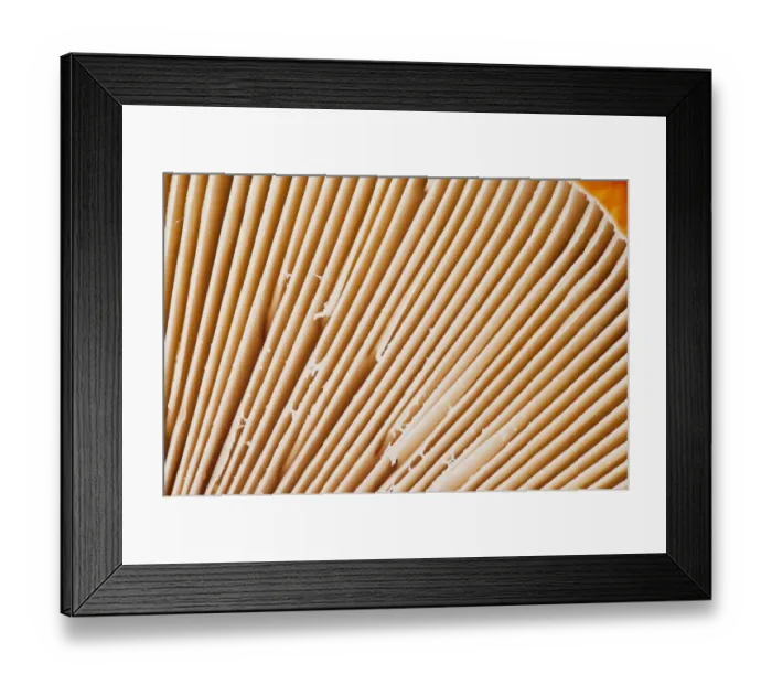 Framed Print : Details of gills Fly Agaric fungus {Amanita muscaria} in autumn, Beacon Hill Country Park Framed Print : Details of gills Fly Agaric fungus {Amanita muscaria} in autumn, Beacon Hill Country Park