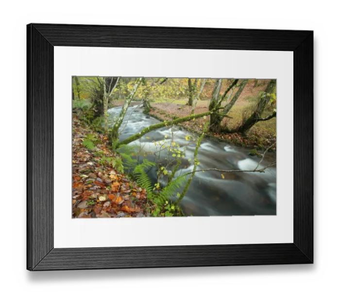 Framed Print : Woodland stream flowing through Wilmersham Wood, Exmoor National Park, Somerset, UK Framed Print : Woodland stream flowing through Wilmersham Wood, Exmoor National Park, Somerset, UK