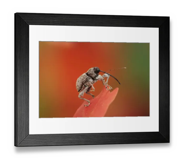 Framed Print : Acorn Weevil (Curculio glandium) perched on Bigtooth Maple (Acer grandidentatum) leaf Framed Print : Acorn Weevil (Curculio glandium) perched on Bigtooth Maple (Acer grandidentatum) leaf