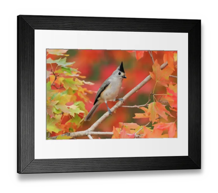 Framed Print : Black-crested Titmouse (Baeolophus bicolor atricristatus) adult on autumn leaves of Bigtooth Maple (Acer grandidentatum). Hill Country, Texas, USA, November Framed Print : Black-crested Titmouse (Baeolophus bicolor atricristatus) adult on autumn leaves of Bigtooth Maple (Acer grandidentatum). Hill Country, Texas, USA, November