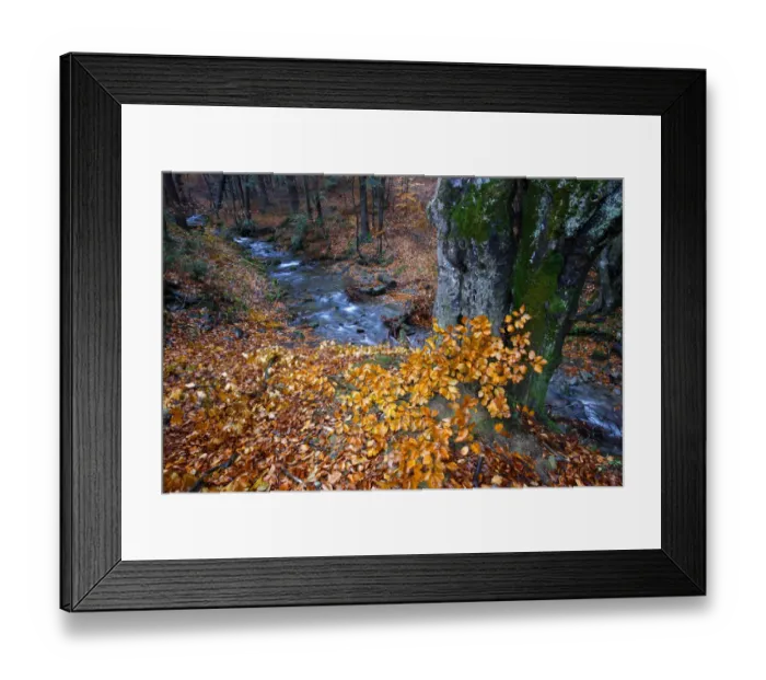 Framed Print : Autumns colours in Carpathian beech forest. Bieszczady, Carpathian Mountains Framed Print : Autumns colours in Carpathian beech forest. Bieszczady, Carpathian Mountains