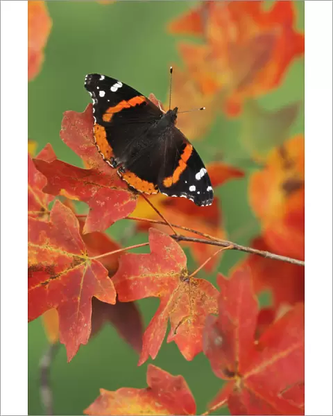Red Admiral butterfly (Vanessa atalanta) perched on Bigtooth Maples (Acer grandidentatum)