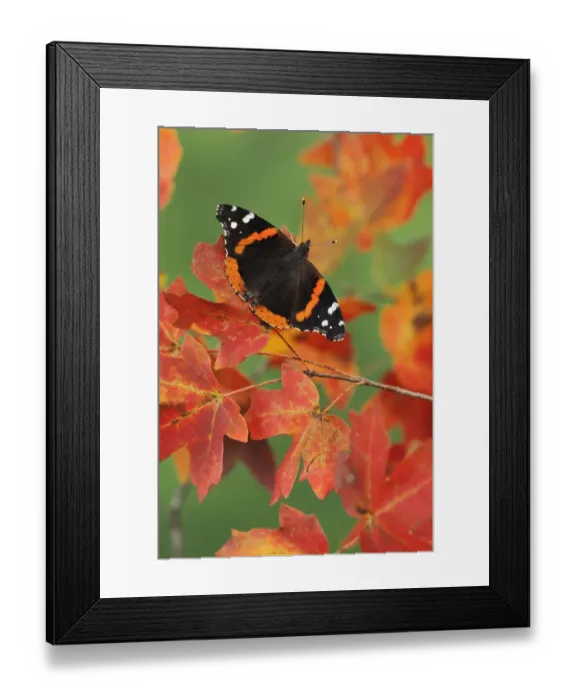 Framed Print : Red Admiral butterfly (Vanessa atalanta) perched on Bigtooth Maples (Acer grandidentatum) Framed Print : Red Admiral butterfly (Vanessa atalanta) perched on Bigtooth Maples (Acer grandidentatum)