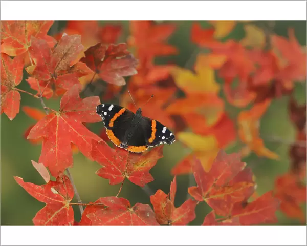 Red Admiral butterfly (Vanessa atalanta), perched on Bigtooth Maple (Acer grandidentatum)