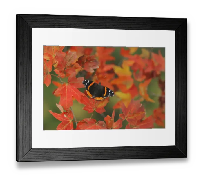 Framed Print : Red Admiral butterfly (Vanessa atalanta), perched on Bigtooth Maple (Acer grandidentatum) Framed Print : Red Admiral butterfly (Vanessa atalanta), perched on Bigtooth Maple (Acer grandidentatum)