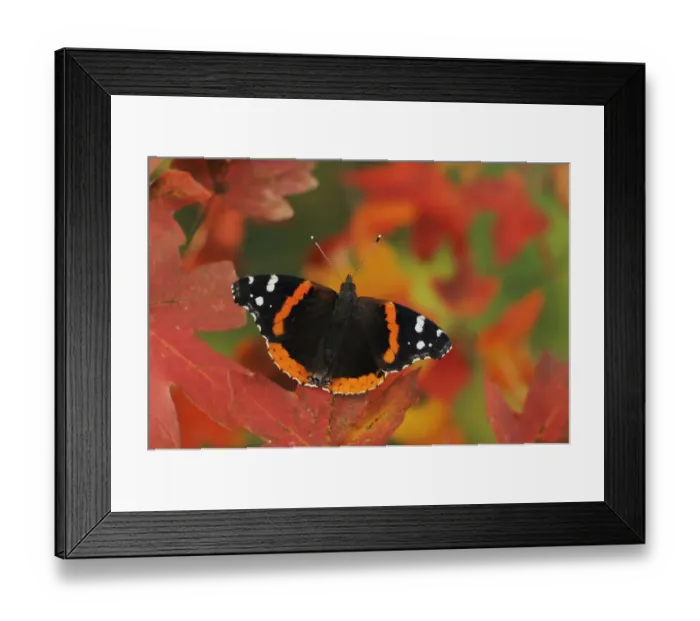 Framed Print : RF- Red Admiral butterfly (Vanessa atalanta) perched on Bigtooth Maple (Acer grandidentatum)