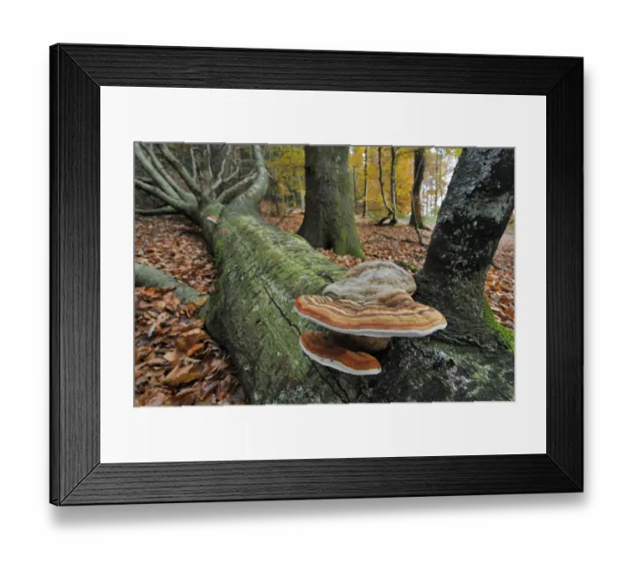 Framed Print : Tinder bracket fungus / Hoof fungus / Tinder polypore / Horses hoof (Fomes fomentarius) Framed Print : Tinder bracket fungus / Hoof fungus / Tinder polypore / Horses hoof (Fomes fomentarius)