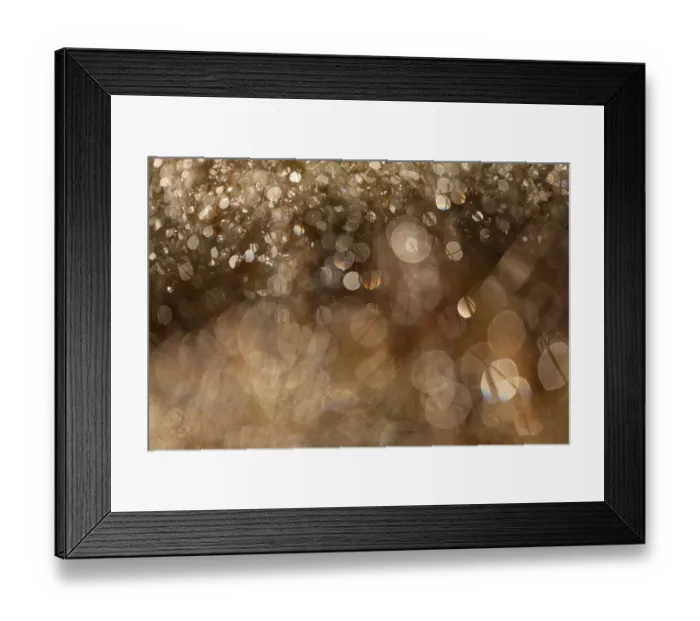 Framed Print : Dewdrops glistening at dawn, Glenfeshie, Inshriach, Cairngorms NP, Scotland, UK Framed Print : Dewdrops glistening at dawn, Glenfeshie, Inshriach, Cairngorms NP, Scotland, UK