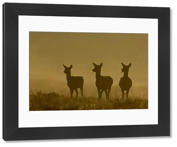 Red deer (Cervus elaphus) three females or hinds in silhouette in dawn mist, Leicestershire