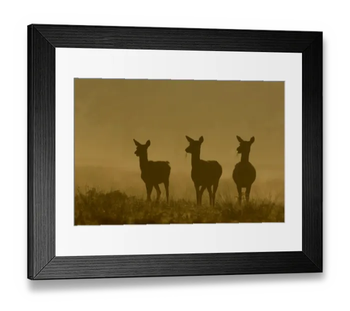 Framed Print : Red deer (Cervus elaphus) three females or hinds in silhouette in dawn mist, Leicestershire Framed Print : Red deer (Cervus elaphus) three females or hinds in silhouette in dawn mist, Leicestershire