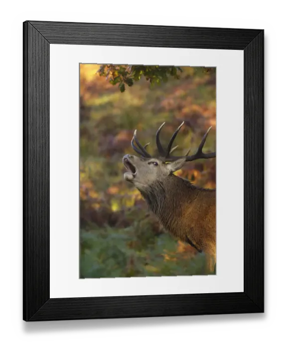 Framed Print : Red deer (Cervus elaphus) stag roaring during the rut, Leicestershire, UK, October Framed Print : Red deer (Cervus elaphus) stag roaring during the rut, Leicestershire, UK, October