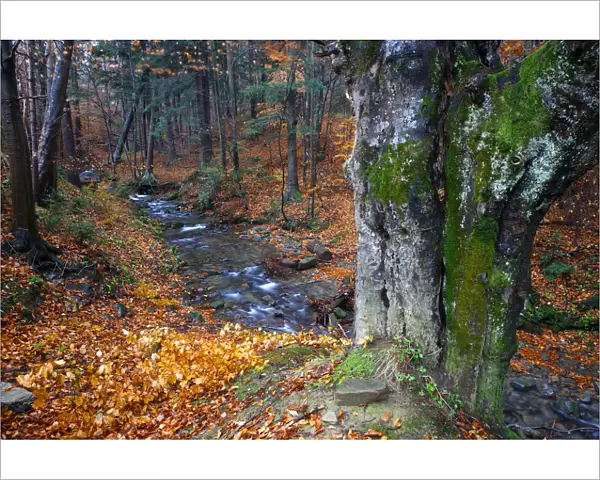 Carpathian forest stream in autumn colors. Bieszczady National Park, the Carpathians