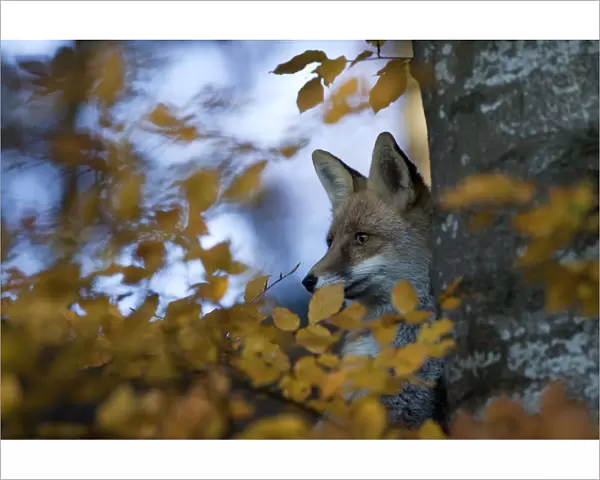 Red Fox (Vulpes vulpes) behind a tree and autumn leaves. Black Forest, Germany, November