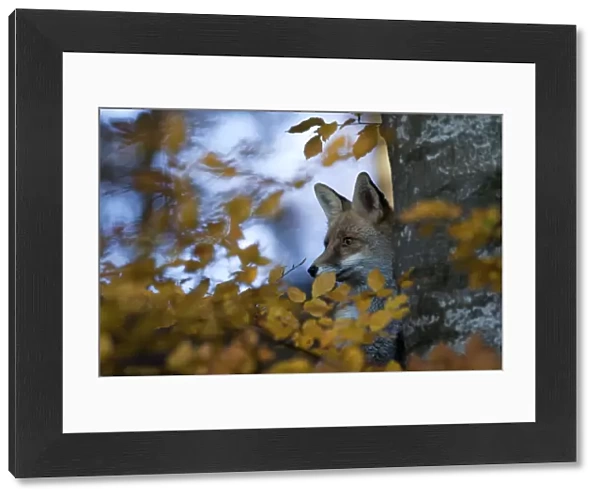 Red Fox (Vulpes vulpes) behind a tree and autumn leaves. Black Forest, Germany, November