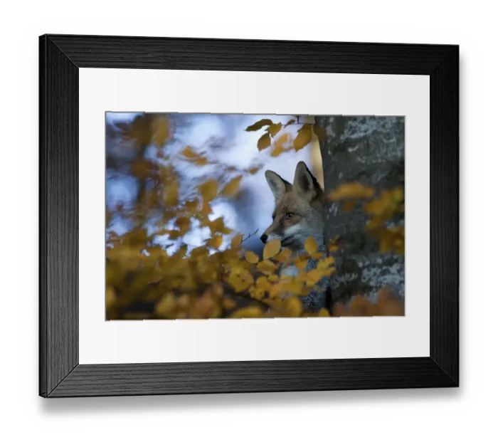 Framed Print : Red Fox (Vulpes vulpes) behind a tree and autumn leaves. Black Forest, Germany, November Framed Print : Red Fox (Vulpes vulpes) behind a tree and autumn leaves. Black Forest, Germany, November