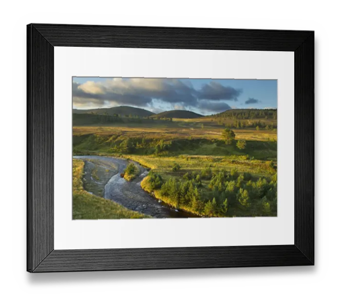 Framed Print : Scattered Scots pine trees (Pinus sylvestris) beside the Dorback Burn, Dorback Estate Framed Print : Scattered Scots pine trees (Pinus sylvestris) beside the Dorback Burn, Dorback Estate
