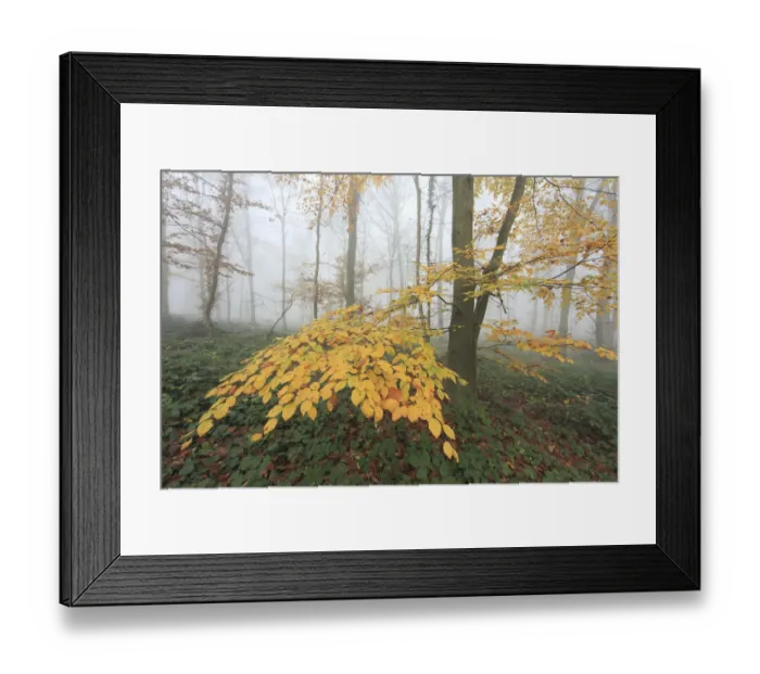 Framed Print : Autumn leaves in a misty Beech (Fagus) woodland. Saint Gobain, France, November 2010